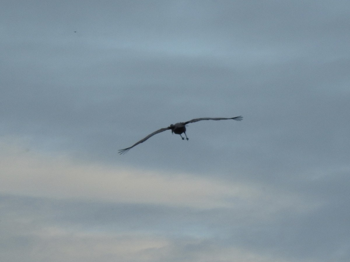 Sandhill Crane - ML642045782