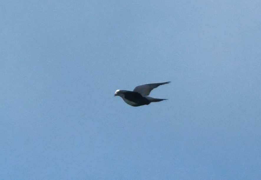 White-crowned Pigeon - ML642045784