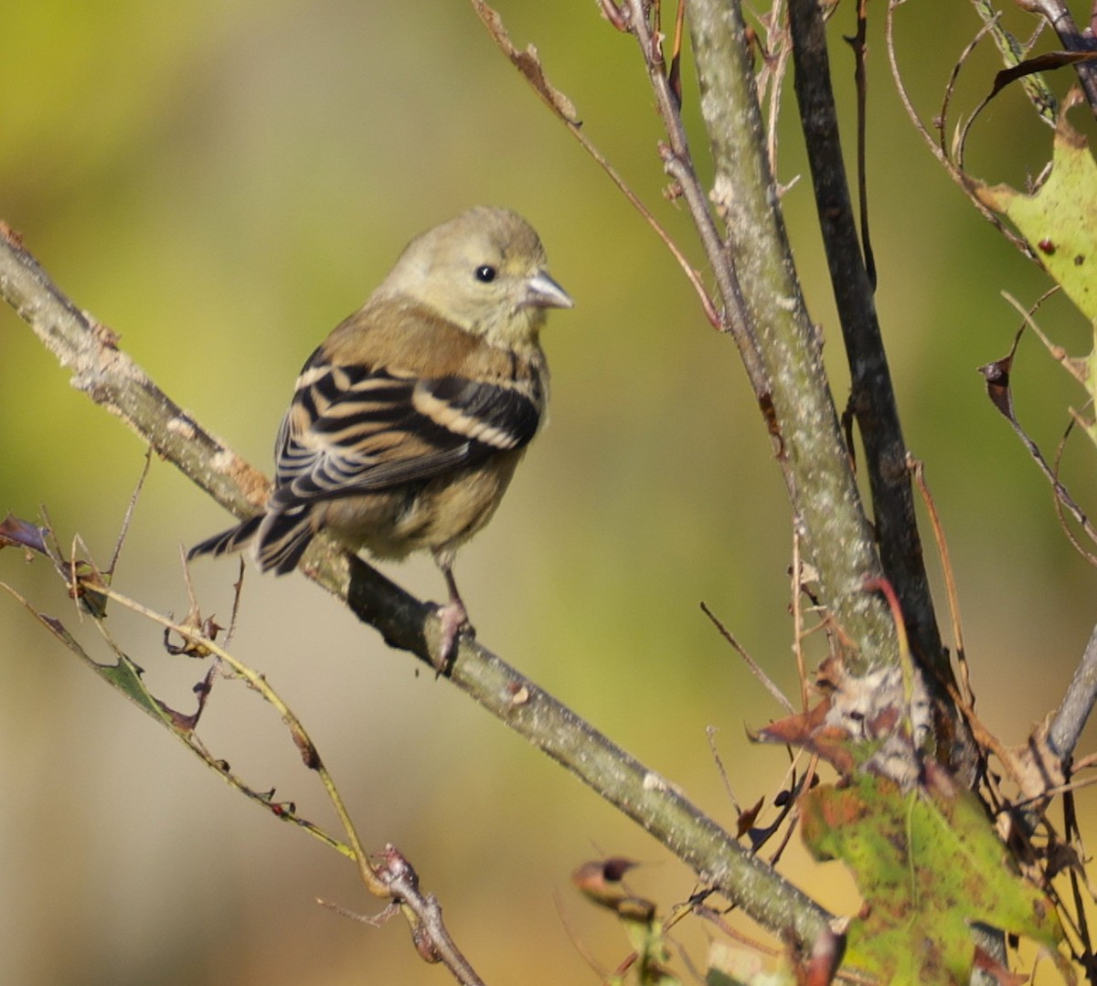 American Goldfinch - ML642045785