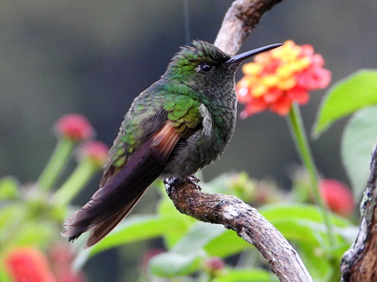 Stripe-tailed Hummingbird - ML642045786