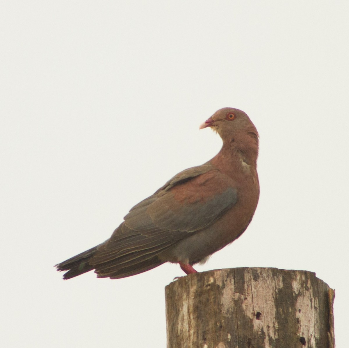 Red-billed Pigeon - ML642045788