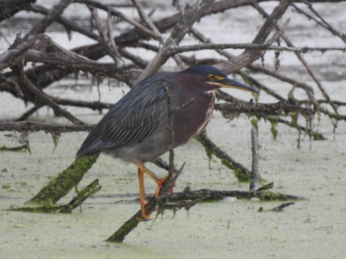 Green Heron - ML642045795