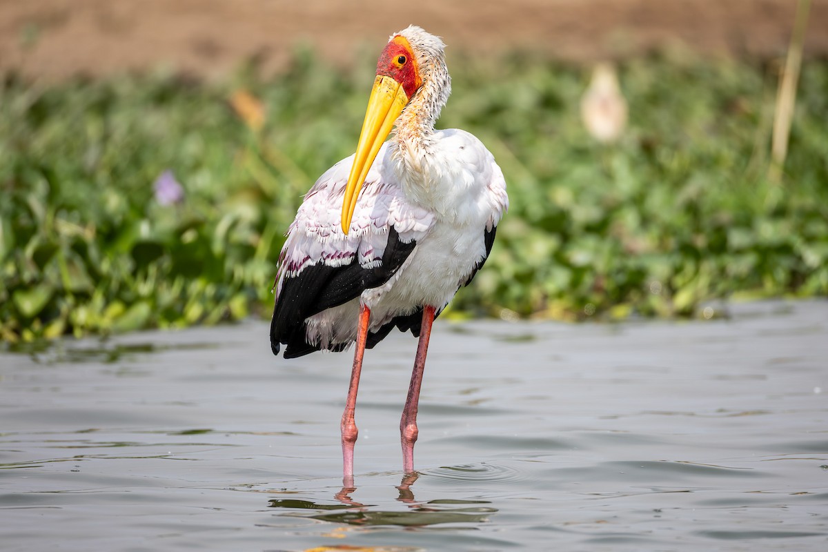 Yellow-billed Stork - ML642045796