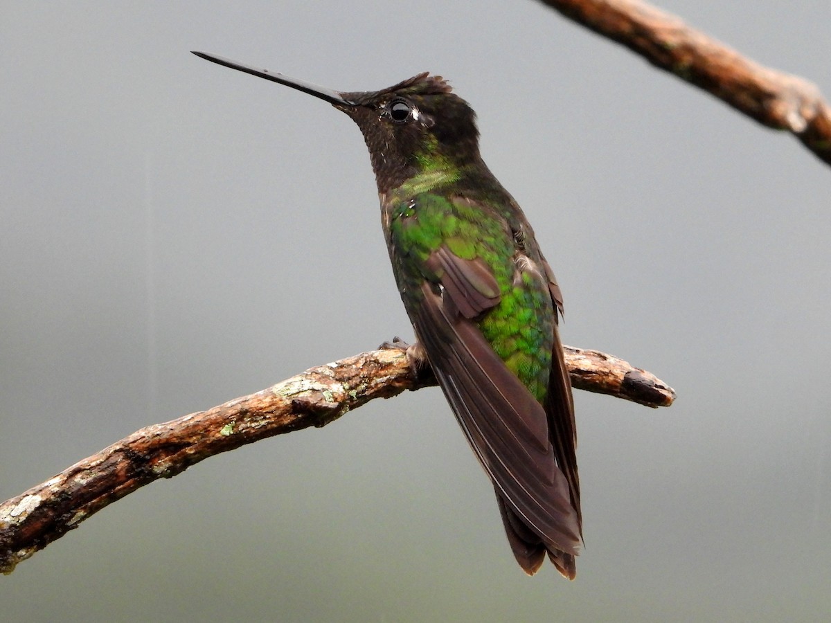 Talamanca Hummingbird - ML642045797