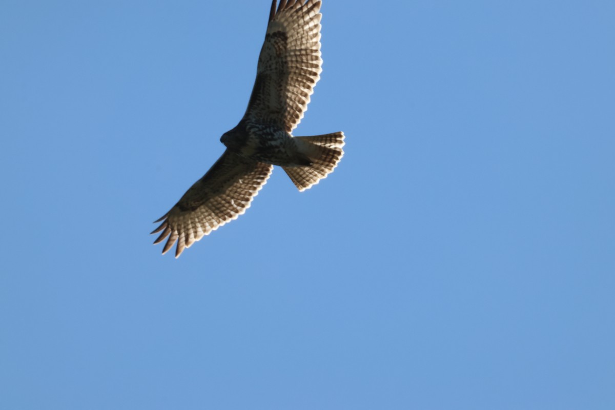 Red-tailed Hawk - ML642045802