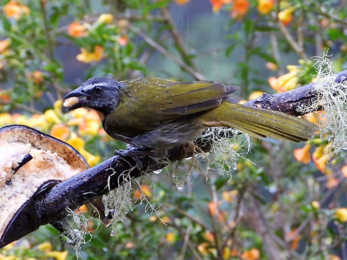 Buff-throated Saltator - ML642045814