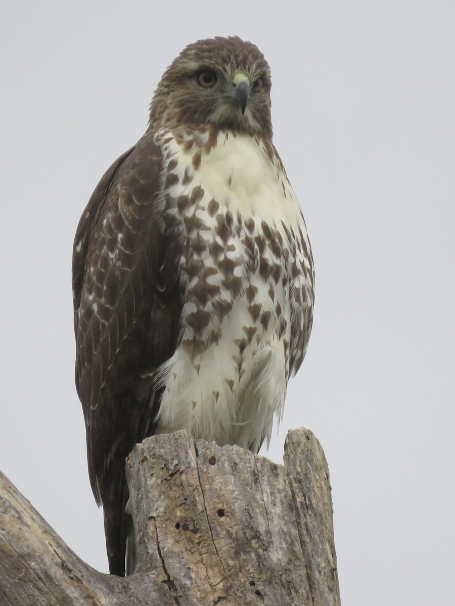 Red-tailed Hawk - ML642045817