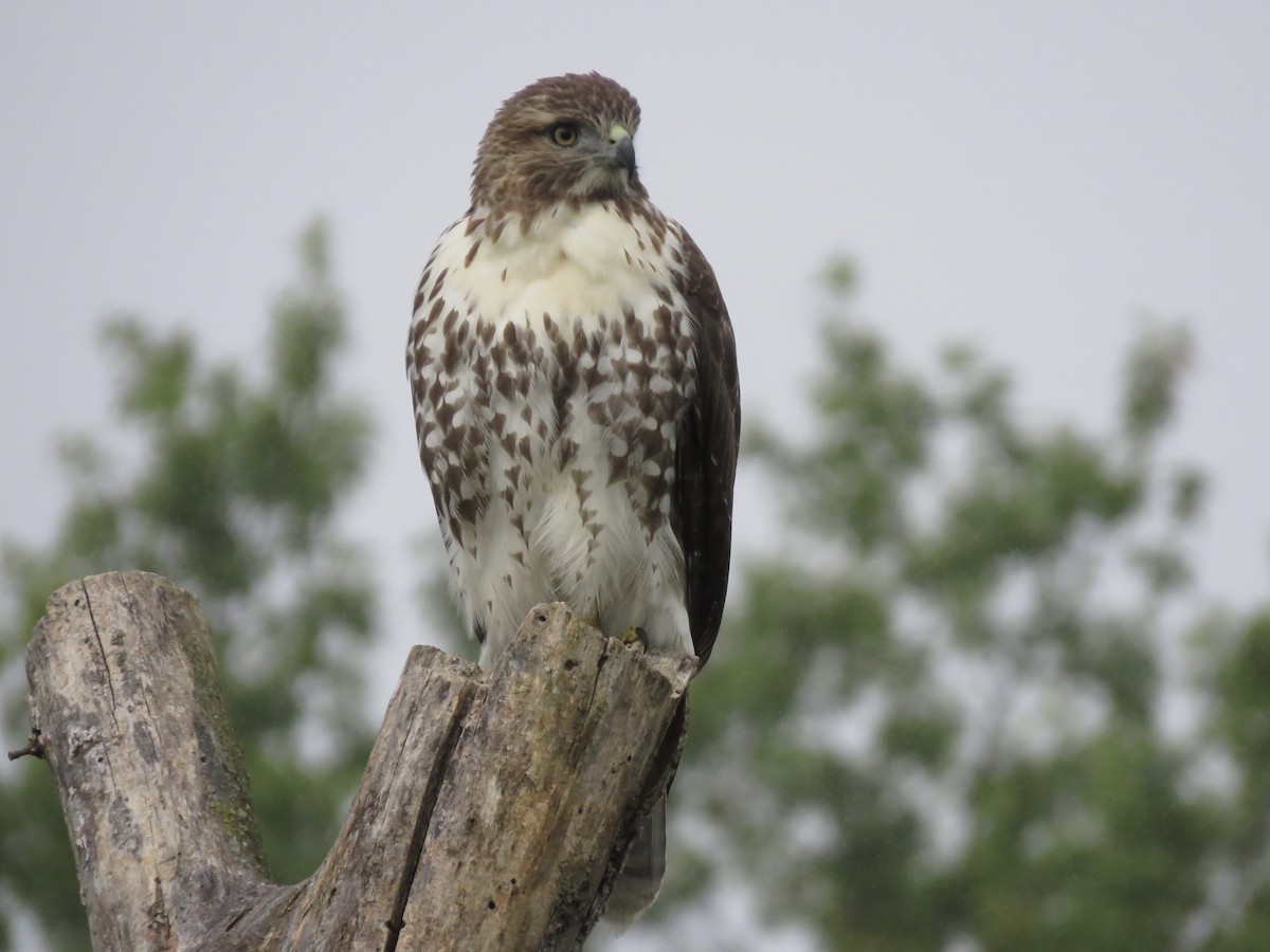 Red-tailed Hawk - ML642045818