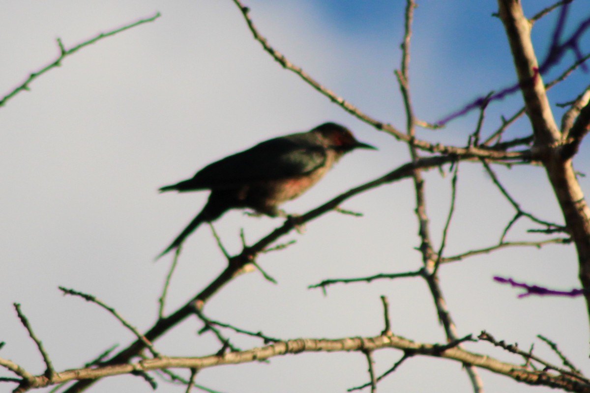 Lewis's Woodpecker - ML642045828