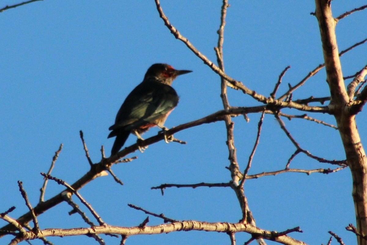 Lewis's Woodpecker - ML642045829