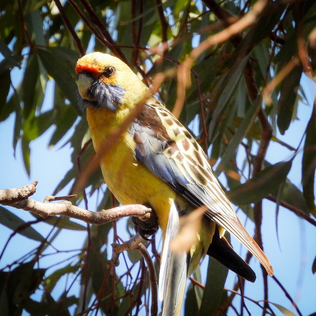 Crimson Rosella - ML642045830