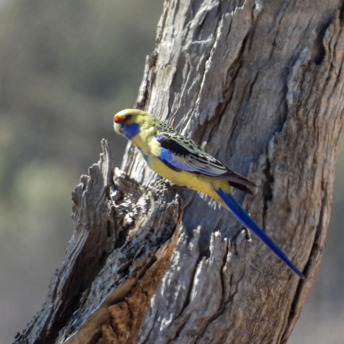 Crimson Rosella - ML642045831