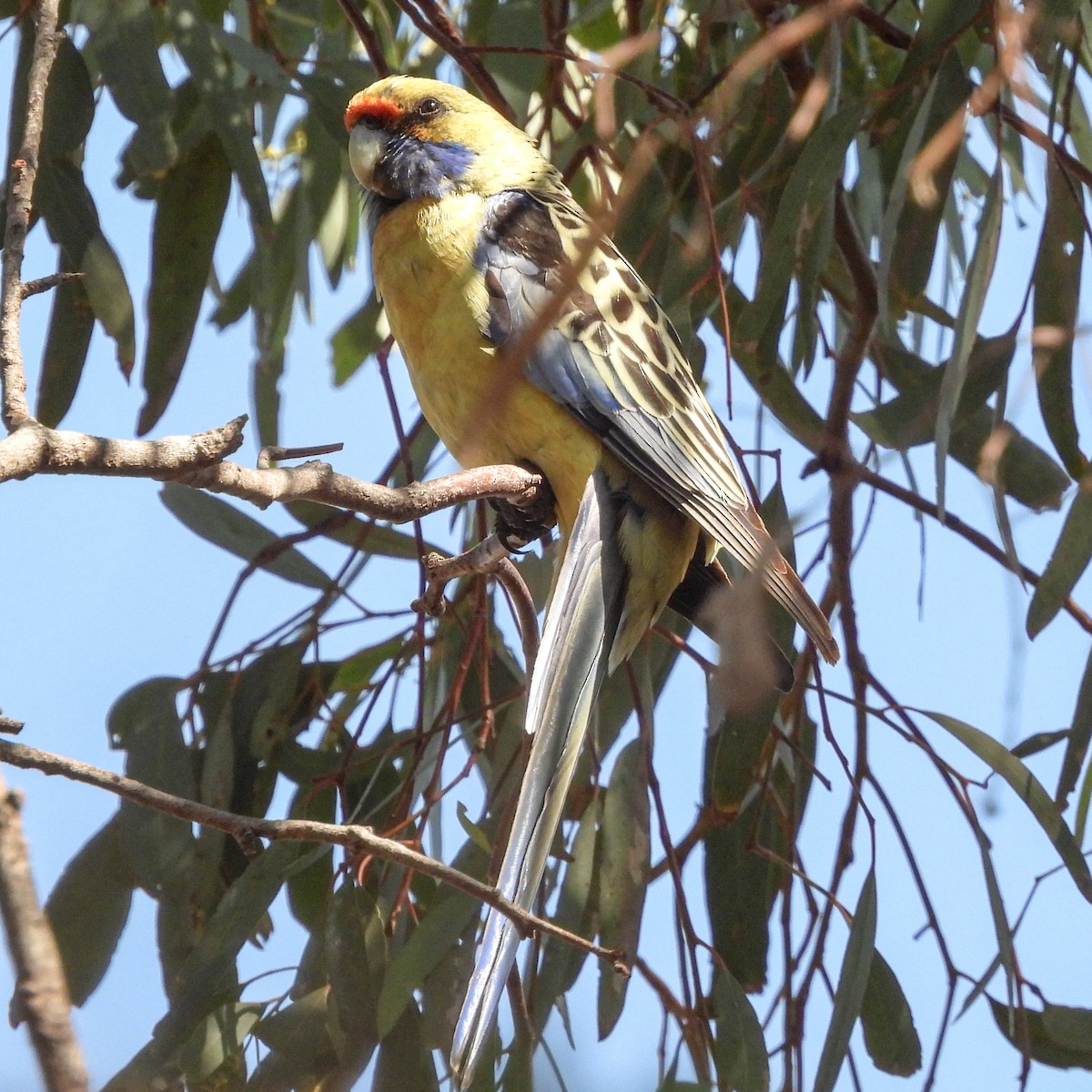 Crimson Rosella - ML642045832