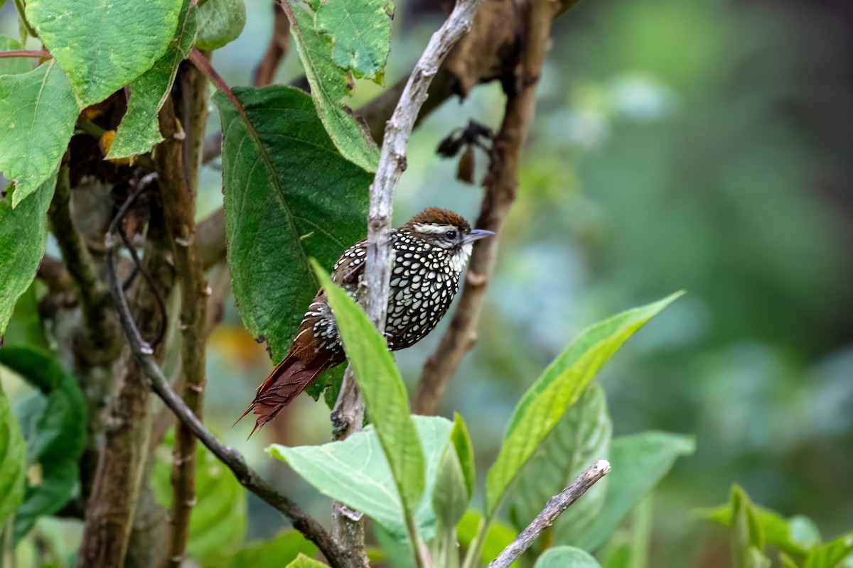 Pearled Treerunner - ML642045866