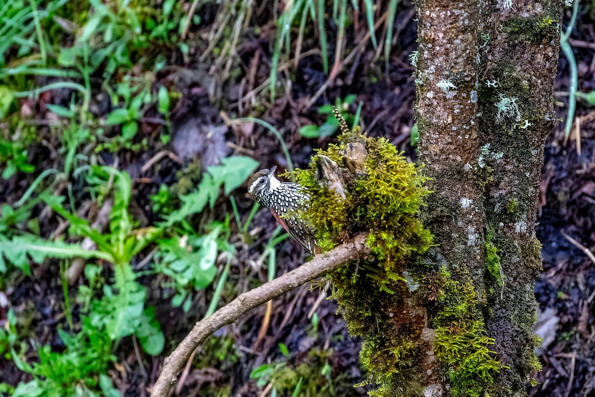 Pearled Treerunner - ML642045867