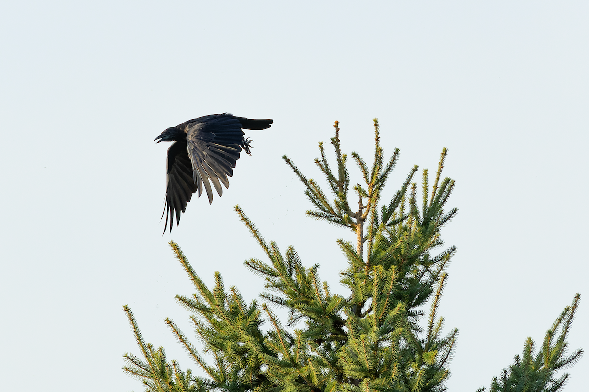 American Crow - ML642045877