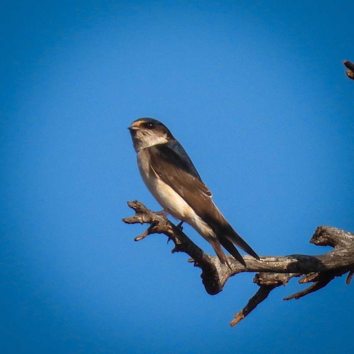 Tree Martin - ML642045880