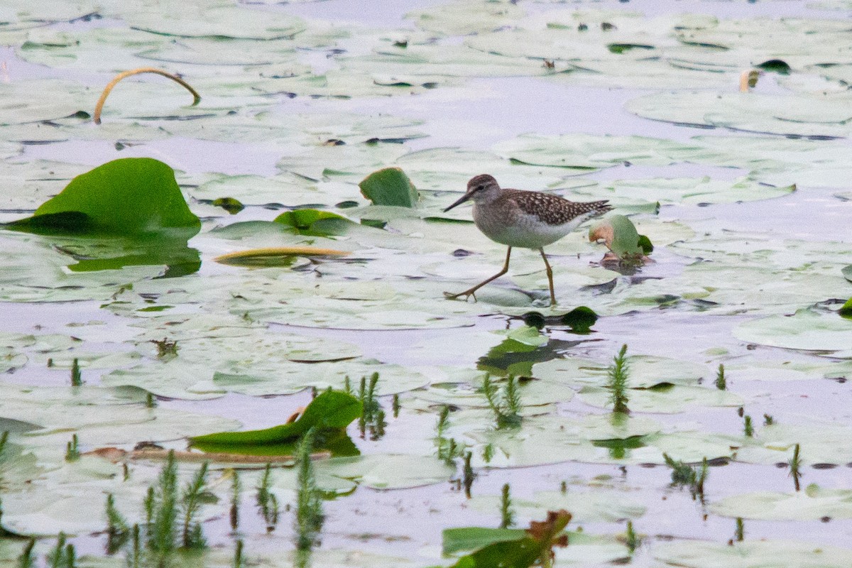Wood Sandpiper - ML642045888