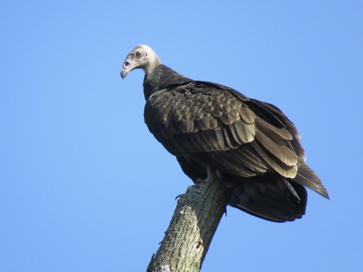 Turkey Vulture - ML642045892