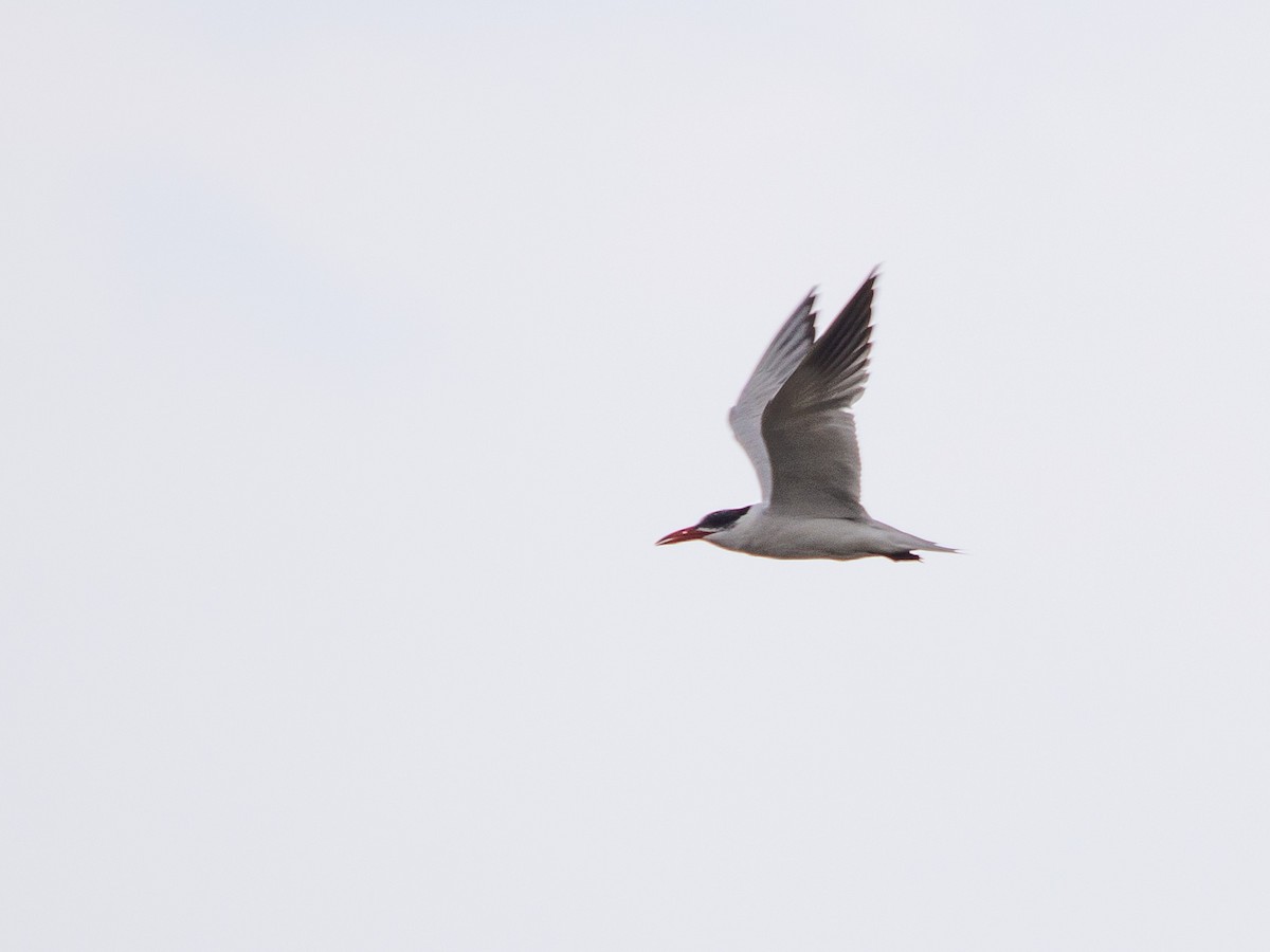 Caspian Tern - ML642045893