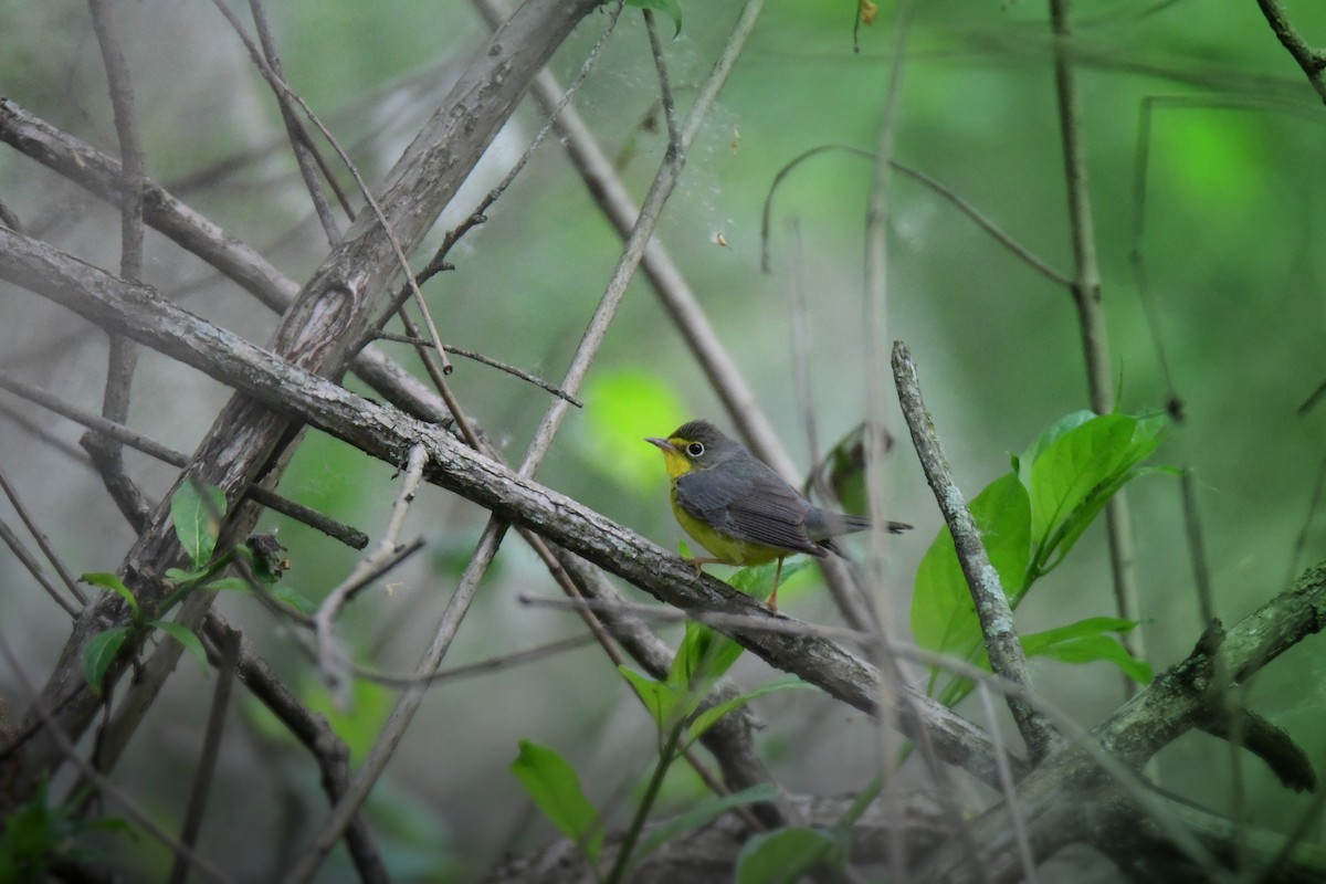 Canada Warbler - ML642045894