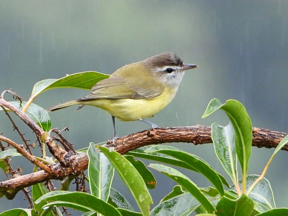 Kahverengi Vireo - ML642045903