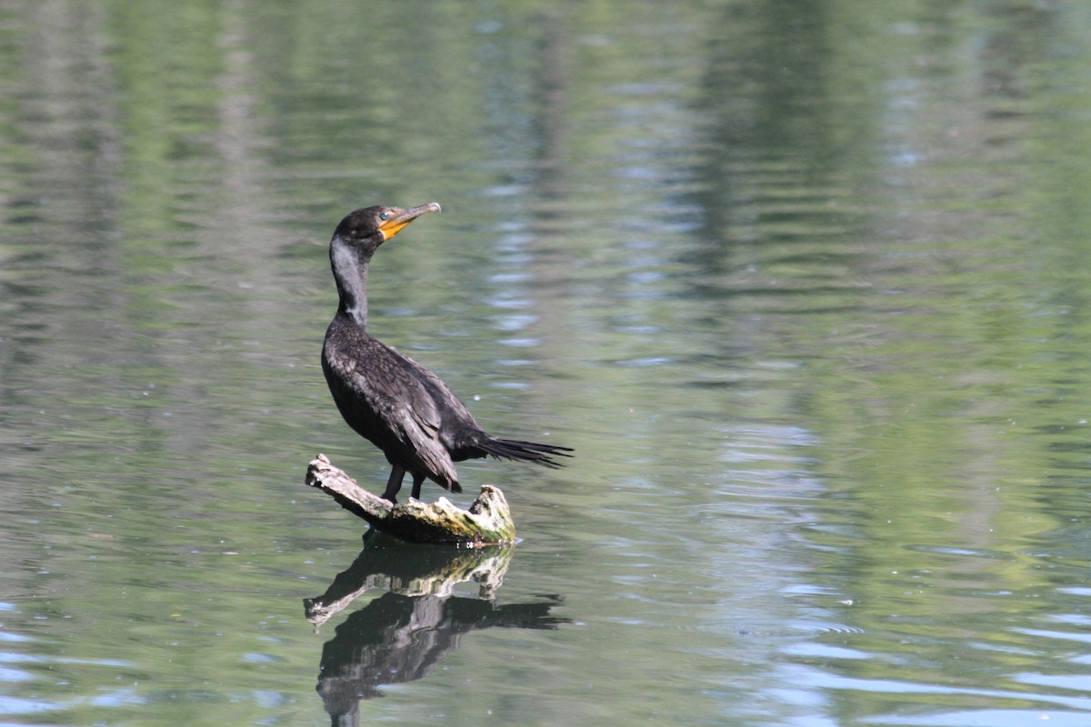 Double-crested Cormorant - ML642045913