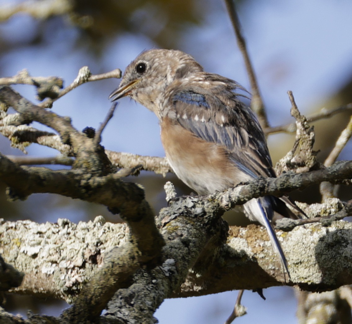 Eastern Bluebird - ML642045918