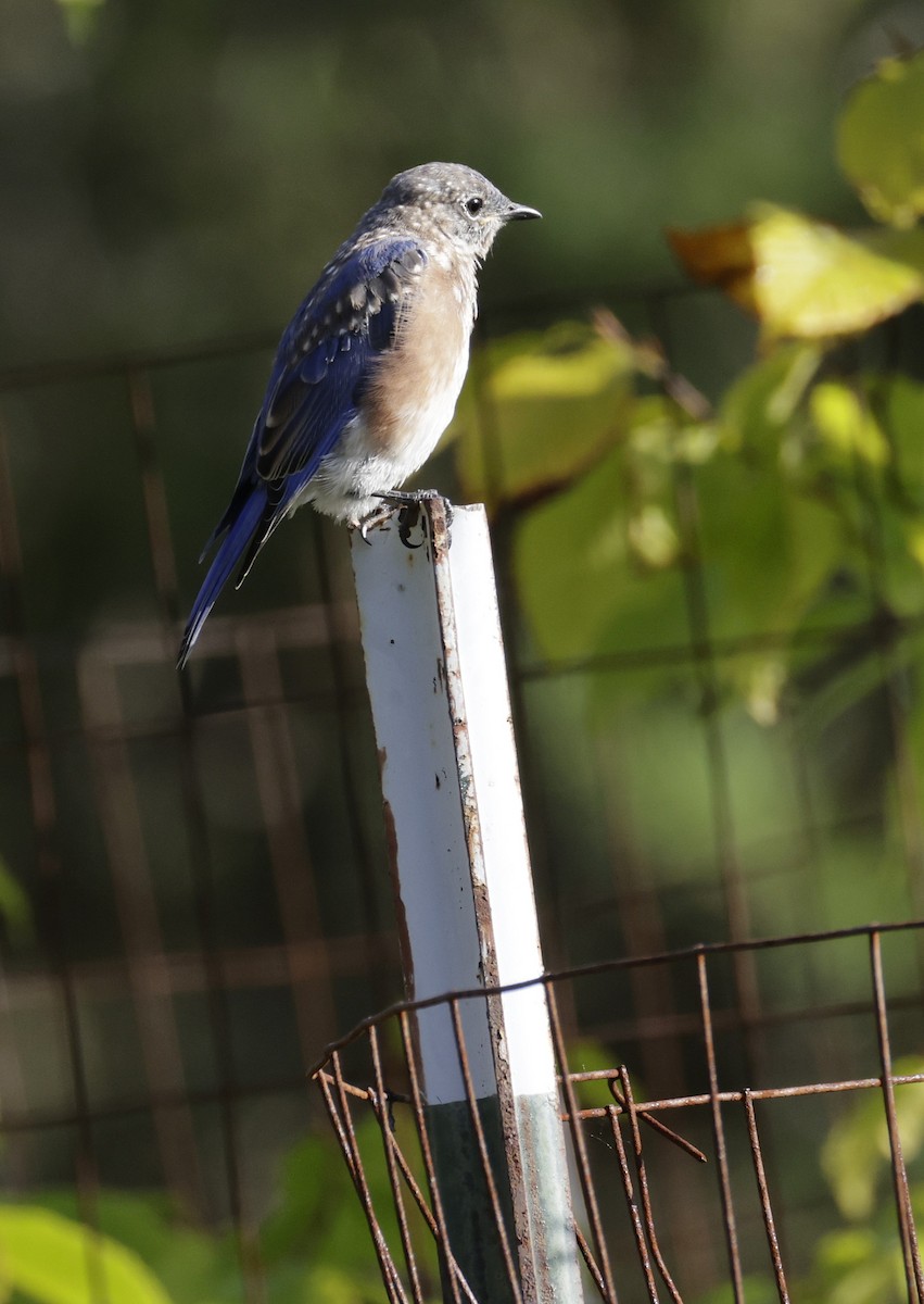 Eastern Bluebird - ML642045919