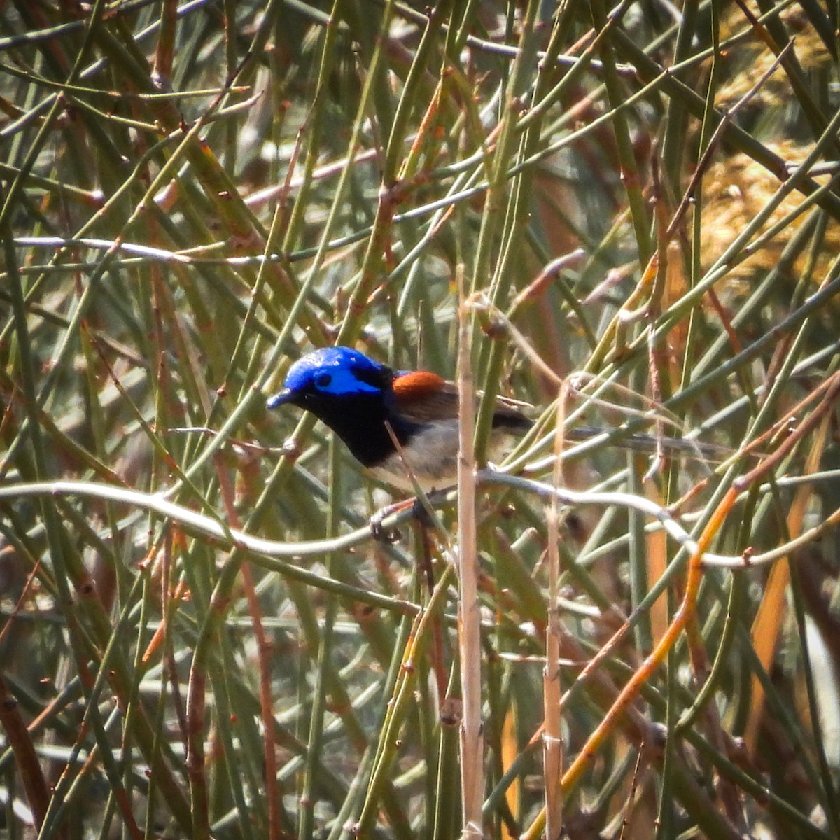 Purple-backed Fairywren - ML642045920