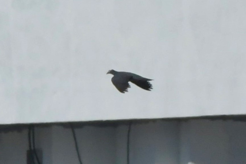 White-crowned Pigeon - ML642045922