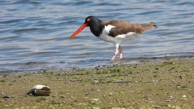 American Oystercatcher - ML642045927