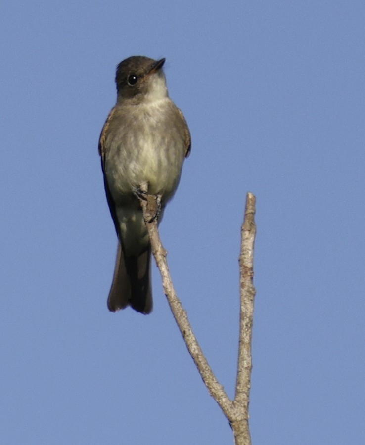 Mosquero Fibí - ML642045929