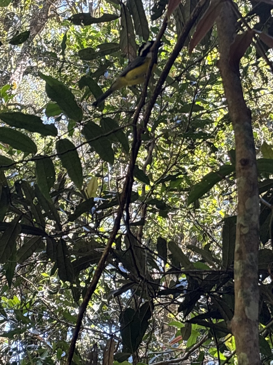 Eastern Shrike-tit - ML642045936