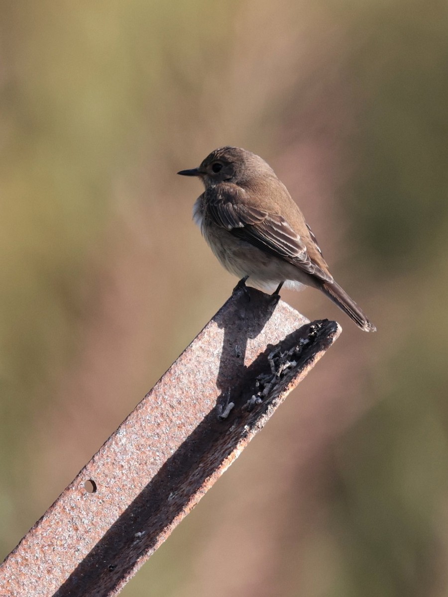 Euli-txori grisa - ML642045943