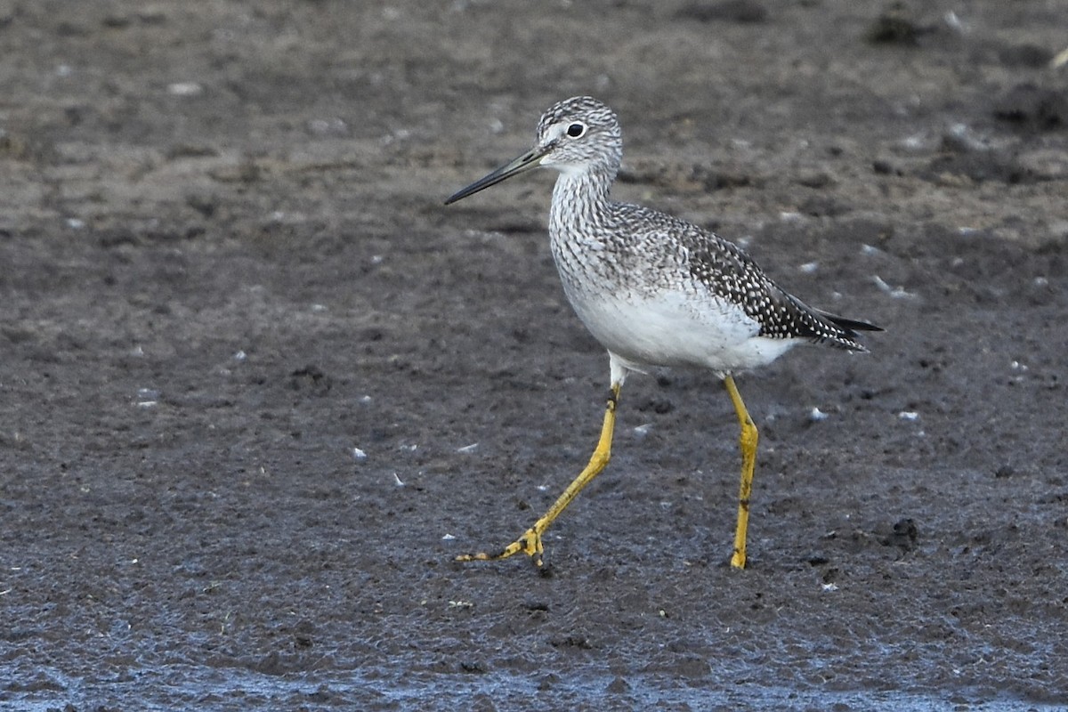 Greater Yellowlegs - ML642045944