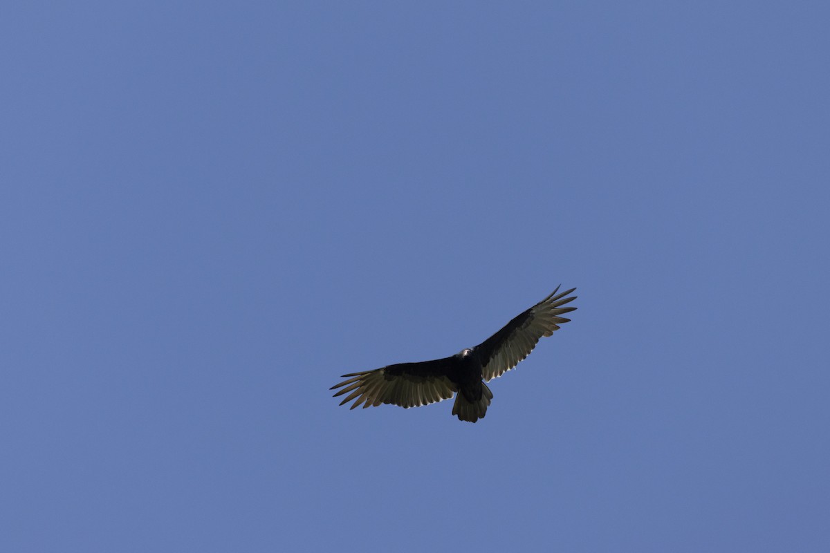 Turkey Vulture - ML642045945