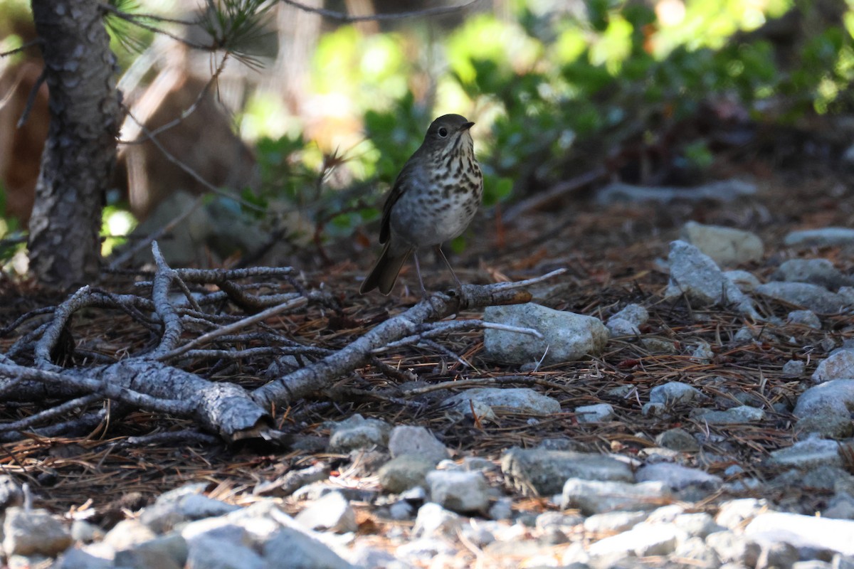 Hermit Thrush - ML642045954
