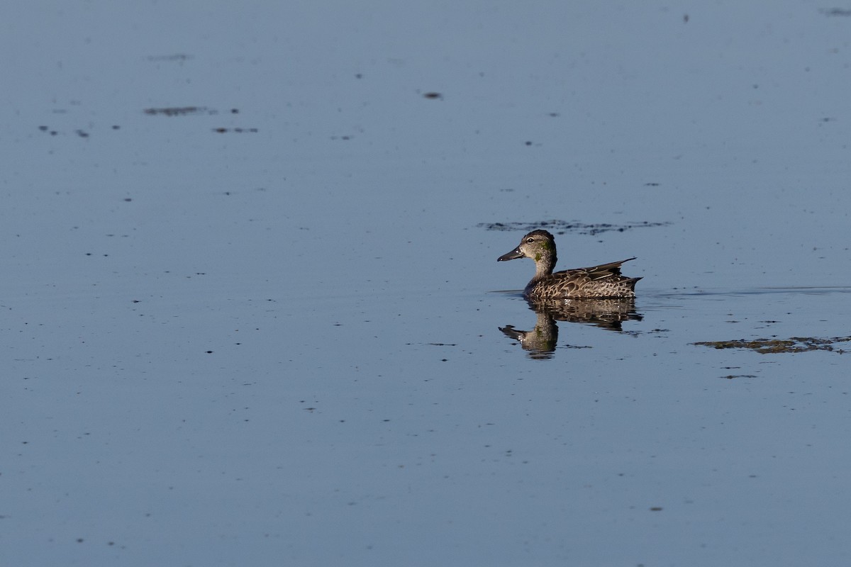 Blue-winged Teal - ML642045963