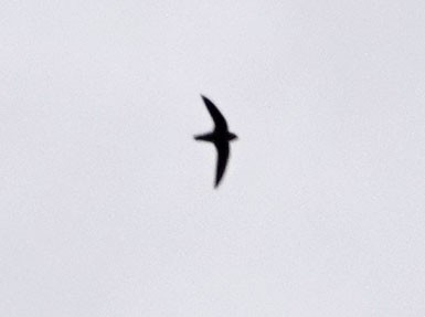 Vaux's Swift - ML642045965