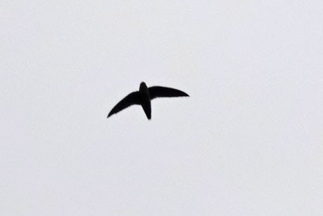 Vaux's Swift - ML642045966