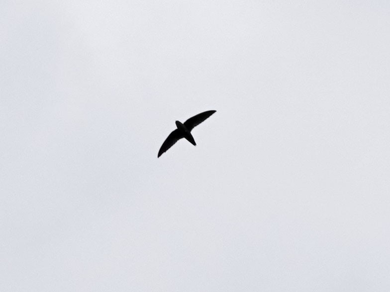 Vaux's Swift - ML642045967