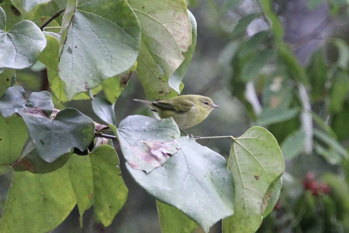 Tennessee Warbler - ML642045970