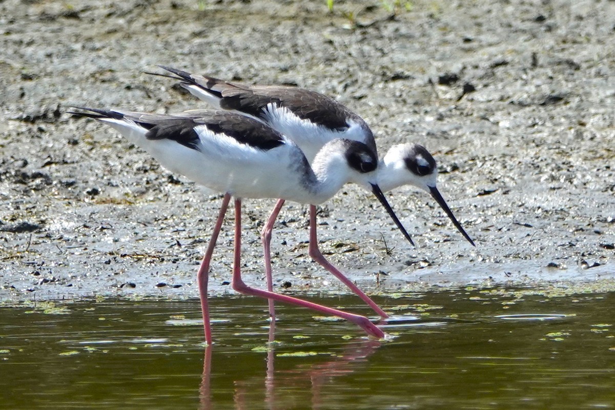 Black-necked Stilt - ML642045976