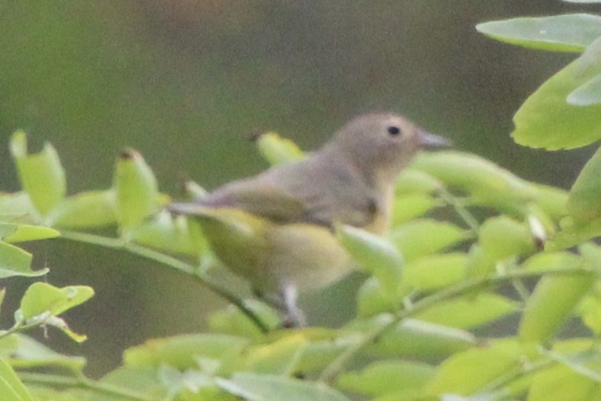 Nashville Warbler - ML642045978