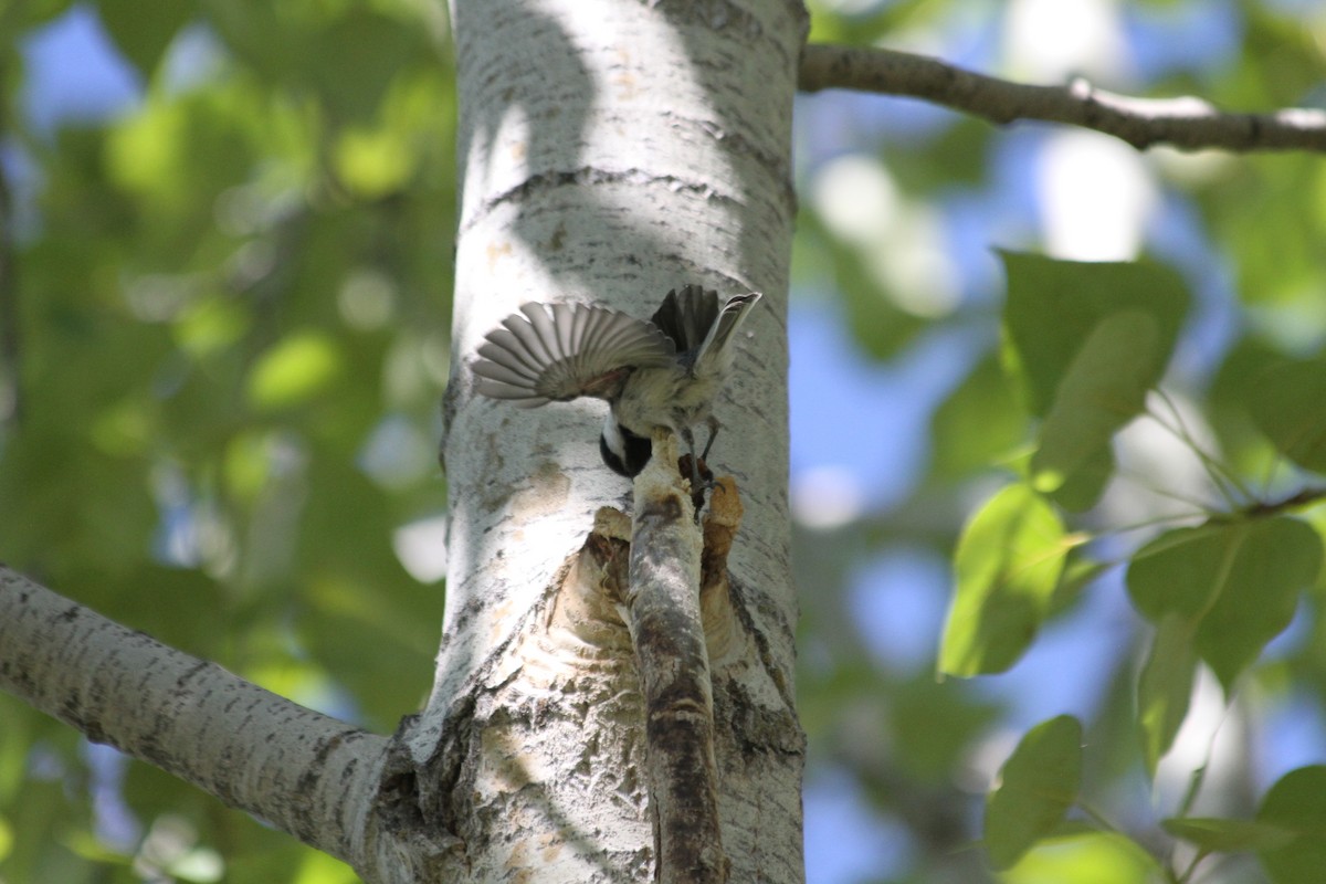 Black-capped Chickadee - ML642045986