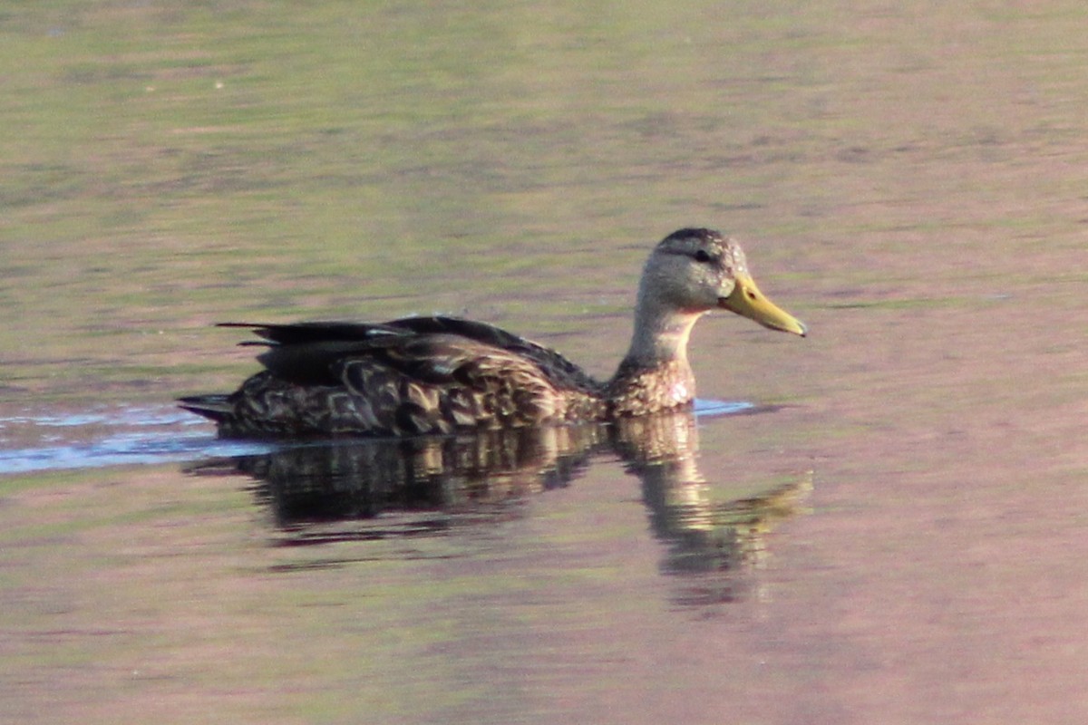 Mexican Duck - ML642045989