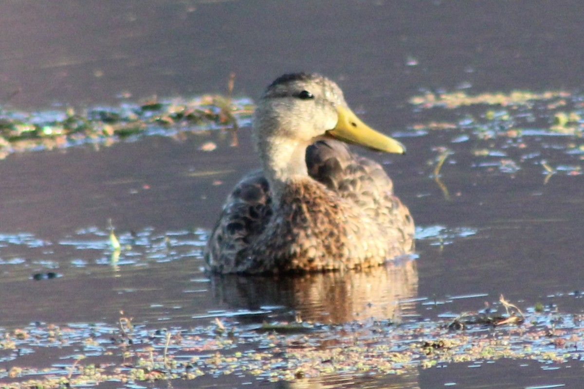 Mexican Duck - ML642045990