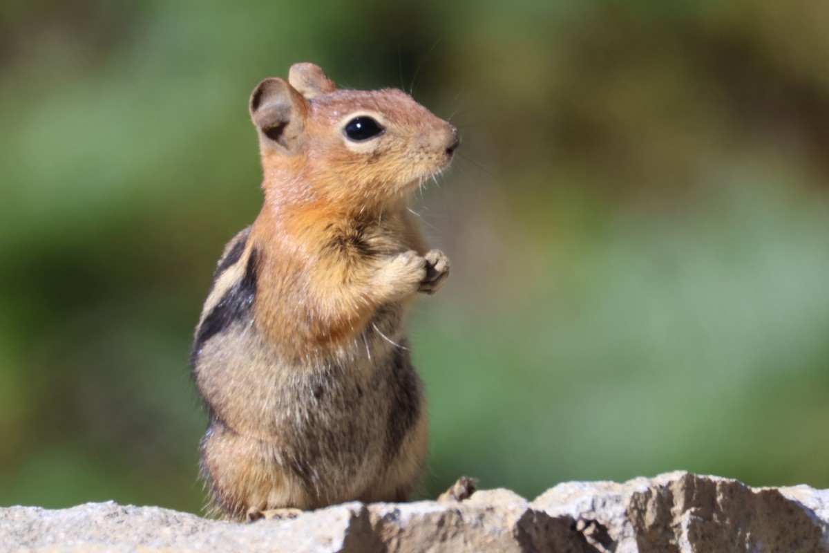 Mammals - ML642045992