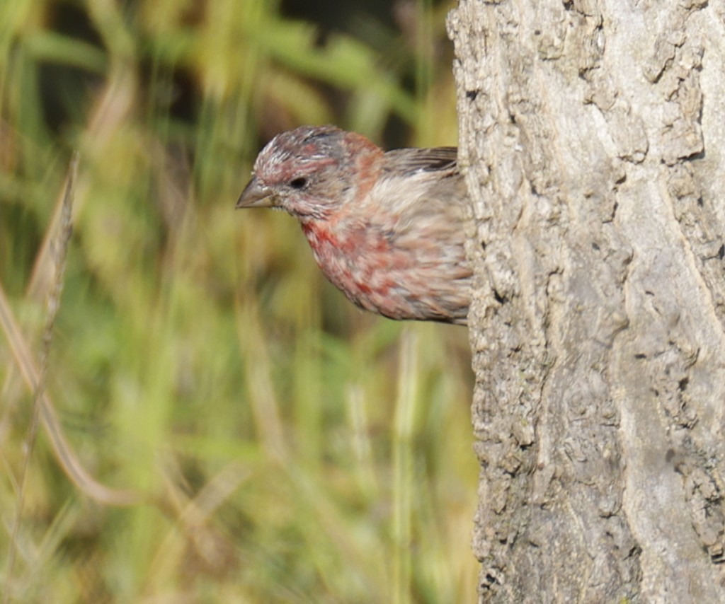 House Finch - ML642046024